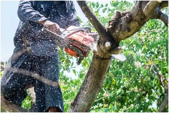 tree services West Mayfield